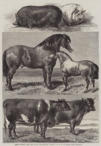 Prisdyr fra Royal Agricultural Society